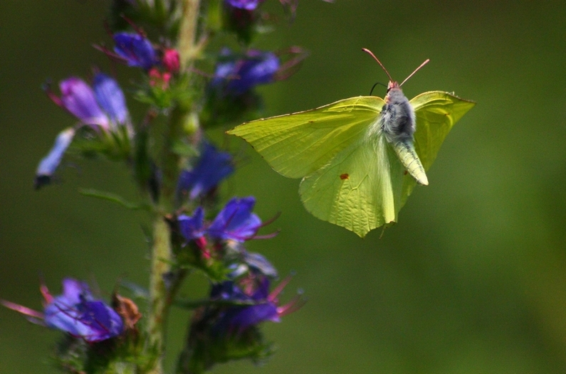 La bellezza � nei colori ma la grazia � nel volo